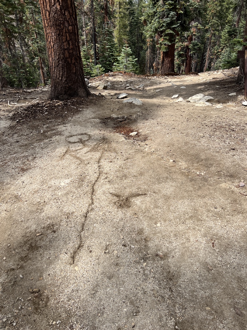 2024-08-24-Yosemite-084-Porcupine-Creek-to-NorthDome.JPG
