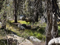 2024-08-28-Yosemite-326-May-Lake-hike-deer.JPG