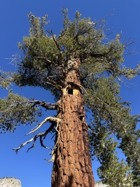 2024-08-30-Yosemite-437.JPG