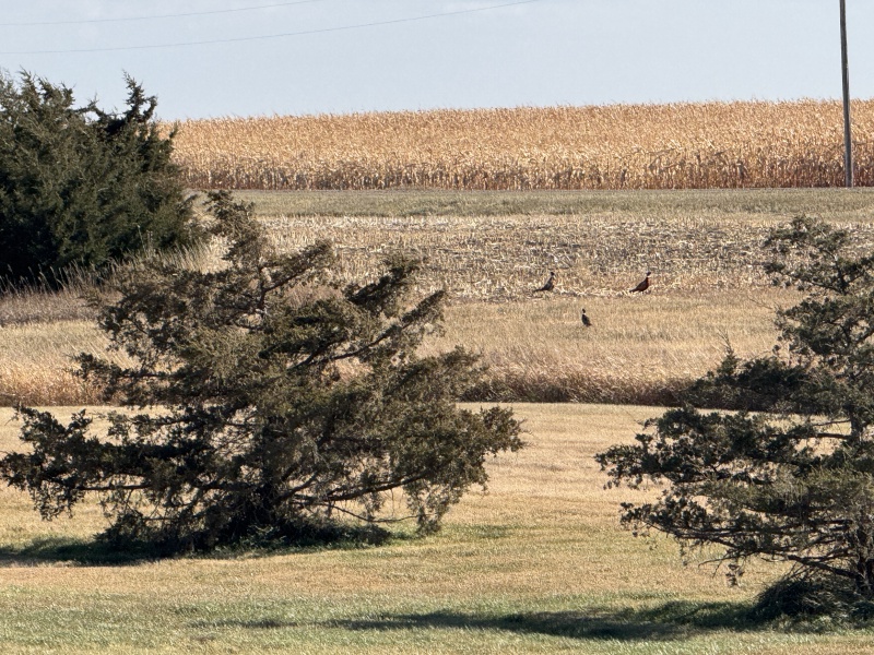 2024/10(October)/South-Dakota-Pheasant-Hunting/800x600_2024-11-01-South-Dakota-Pheasant-Hunting-24.JPG