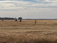 2024-10-28-South-Dakota-Pheasant-Hunting-03-Mike.JPG