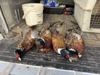 2024-10-30-South-Dakota-Pheasant-Hunting-17.JPG
