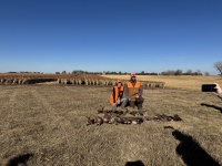 2024-11-01-South-Dakota-Pheasant-Hunting-36-Kali.JPG