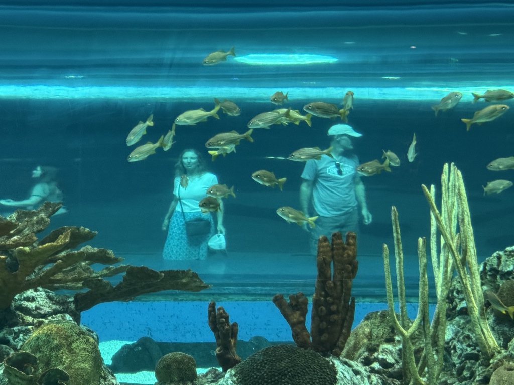 2024-11-11-Corpus-Christie-21-aquarium-Vanessa-ChrisDavis.JPG