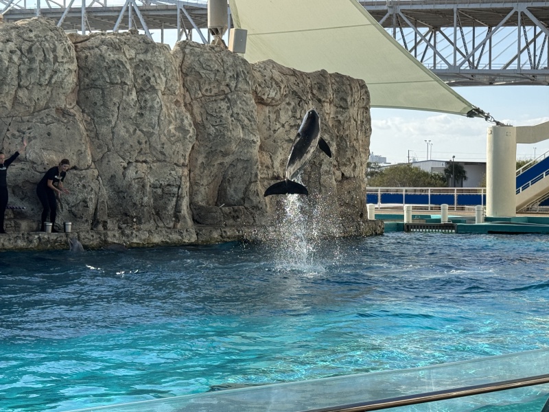 2024-11-11-Corpus-Christie-13-aquarium-dophin.JPG