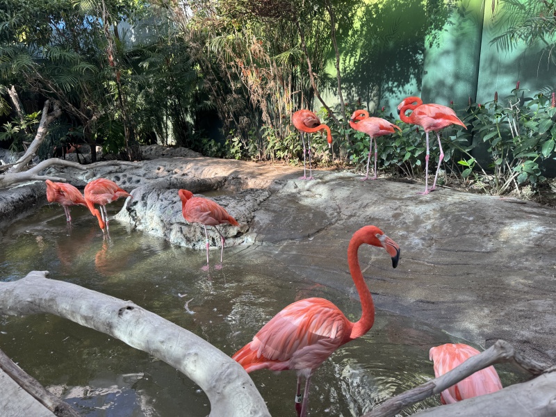2024-11-11-Corpus-Christie-15-aquarium-flamigos.JPG