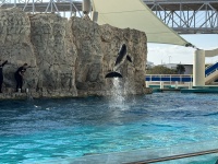 2024-11-11-Corpus-Christie-13-aquarium-dophin.JPG