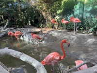 2024-11-11-Corpus-Christie-15-aquarium-flamigos.JPG