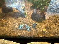 2024-11-11-Corpus-Christie-16-aquarium-frogs.JPG