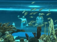 2024-11-11-Corpus-Christie-20-aquarium-Vanessa-ChrisDavis.JPG