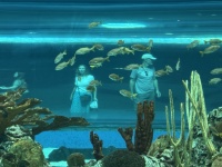 2024-11-11-Corpus-Christie-21-aquarium-Vanessa-ChrisDavis.JPG