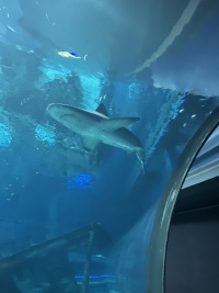 2024-11-11-Corpus-Christie-22-aquarium.JPG