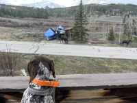 2024-05-15-Moose-20-Blaze-GOOD.JPG