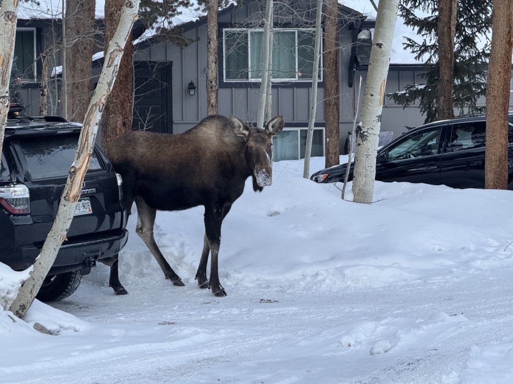 2025/01(January)/Colorado/1024x768_2025-01-10-Colorado-22-Moose.JPG