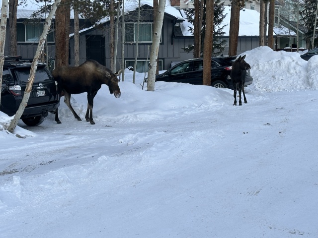 2025/01(January)/Colorado/640x480_2025-01-10-Colorado-18-Moose.JPG