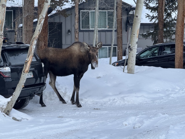 2025/01(January)/Colorado/640x480_2025-01-10-Colorado-22-Moose.JPG