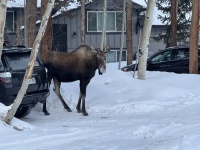 2025-01-10-Colorado-22-Moose.JPG