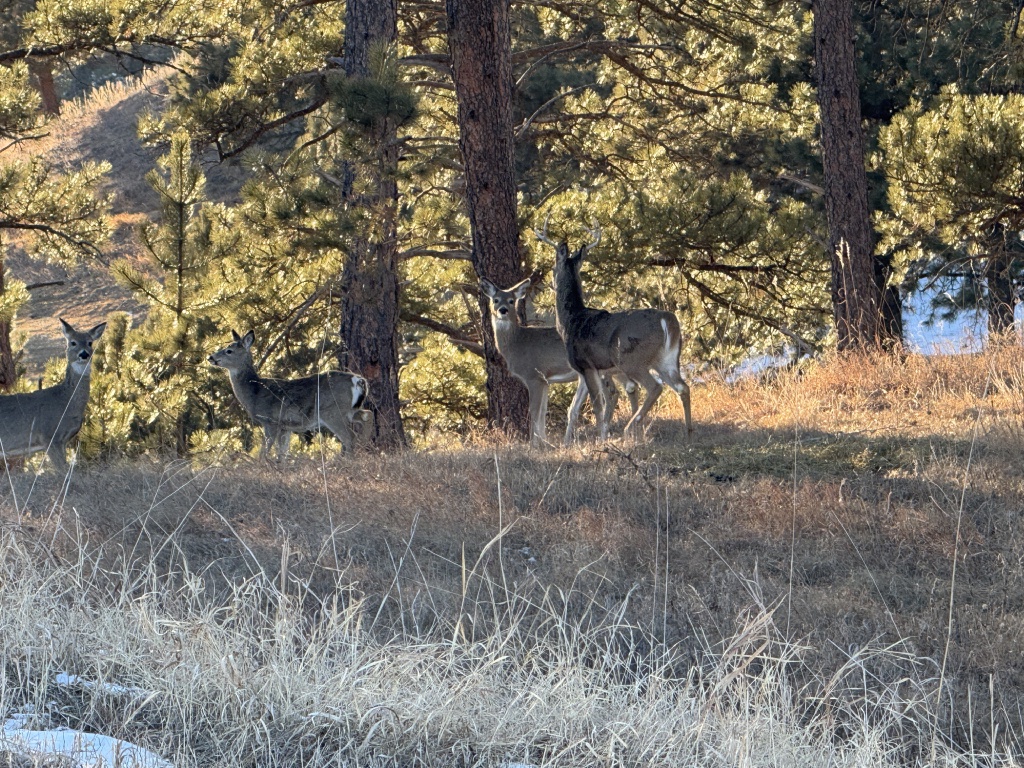 2025-01-26-Rapid-City-SD-visit-03-deer.JPG