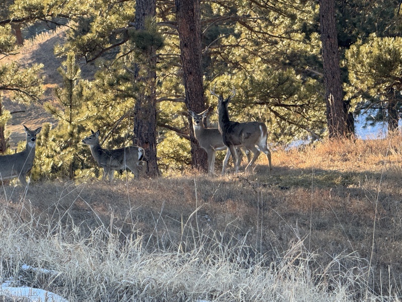 2025/01(January)/Rapid-City-SD/800x600_2025-01-26-Rapid-City-SD-visit-03-deer.JPG