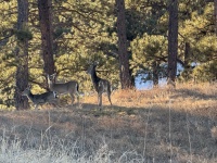 2025-01-26-Rapid-City-SD-visit-02-deer.JPG