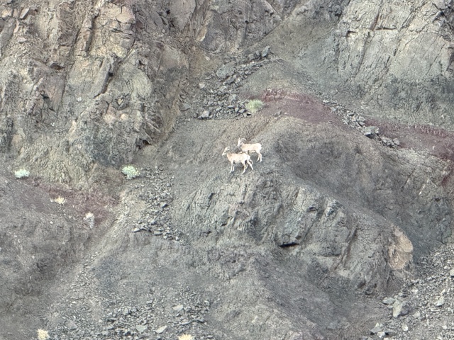 2025-03-17-Grand-Canyon-060-mountain-goats.JPG