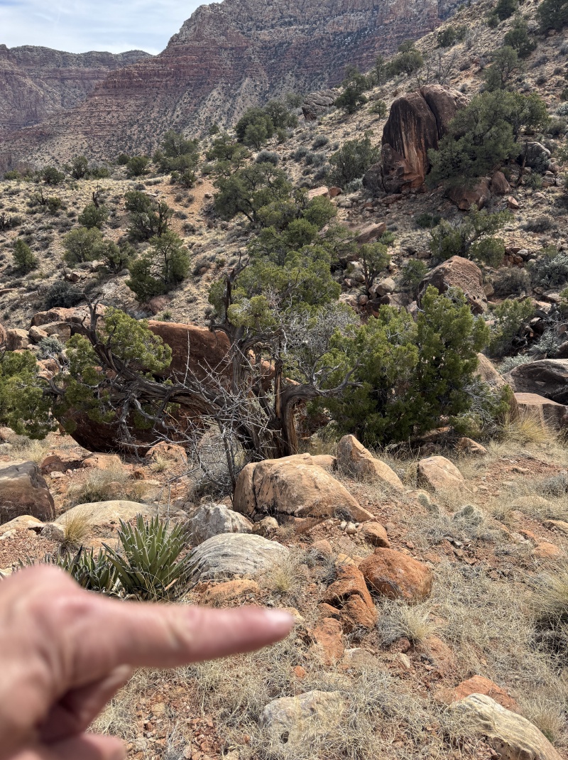 2025-03-17-Grand-Canyon-026-hidden-tent.JPG