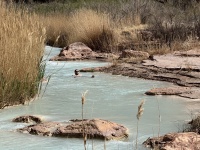 2025-03-19-Grand-Canyon-118-Little-Colorado-Confluence-CesarBobadilla.JPG