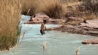 2025-03-19-Grand-Canyon-120-Little-Colorado-Confluence-CesarBobadilla.JPG