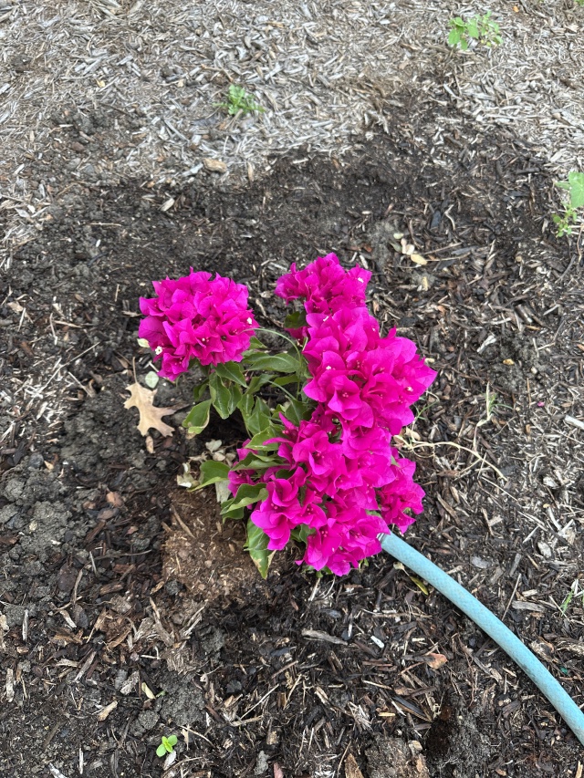 2025-04-18-02-Flower.JPG
