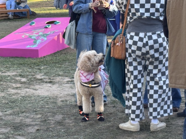 2025-04-06-Two-StepInn-6-poodle-boots.JPG