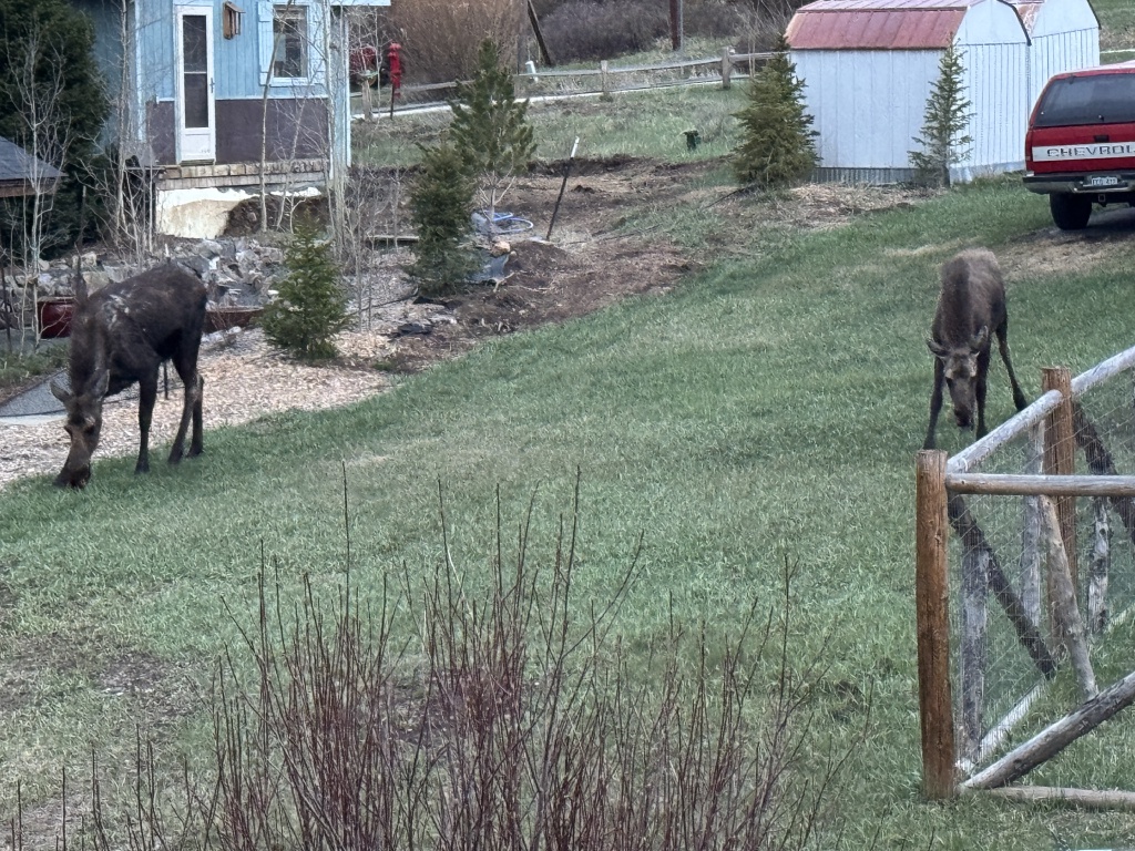 2025/05(May)/Colorado/1024x768_2025-05-16-Colorado-20-Moose.JPG