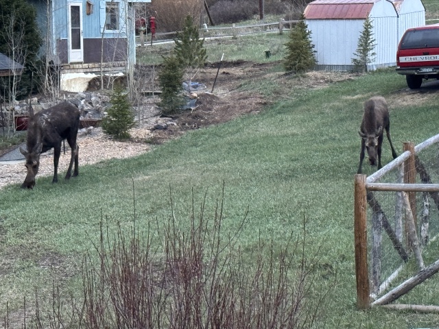 2025/05(May)/Colorado/640x480_2025-05-16-Colorado-20-Moose.JPG