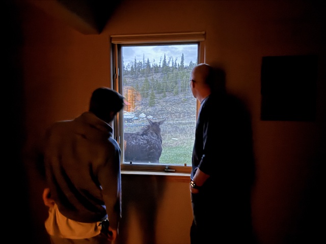 2025/05(May)/Colorado/640x480_2025-05-16-Colorado-26-Moose.JPG