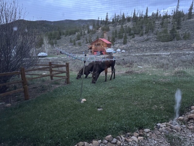 2025/05(May)/Colorado/800x600_2025-05-16-Colorado-23-Moose.JPG