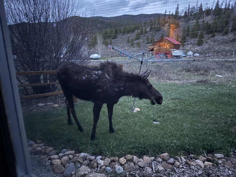 2025/05(May)/Colorado/800x600_2025-05-16-Colorado-24-Moose.JPG