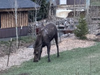 2025-05-16-Colorado-21-Moose.JPG