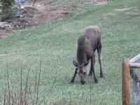 2025-05-16-Colorado-22-Moose.JPG