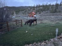 2025-05-16-Colorado-23-Moose.JPG