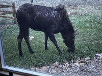 2025-05-16-Colorado-25-Moose.JPG