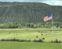 2025-05-25-Colorado-79-Flag-Cows.JPG