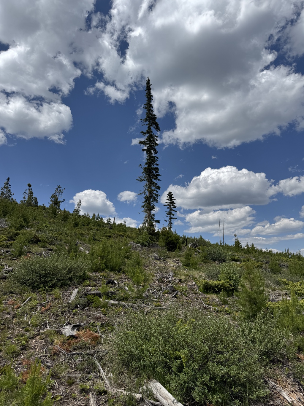2025/06(June)/Colorado/1024x768_2025-06-26-Colorado-50-JMT-Practice-Hike.JPG