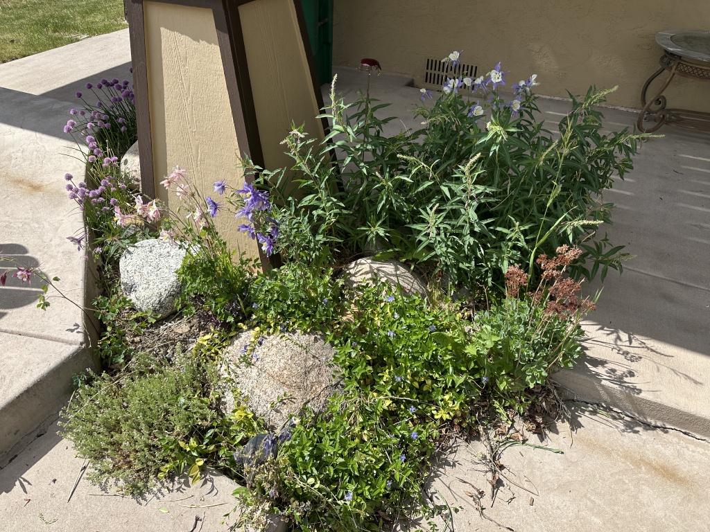 2025-06-27--Colorado-05-Garden.JPG
