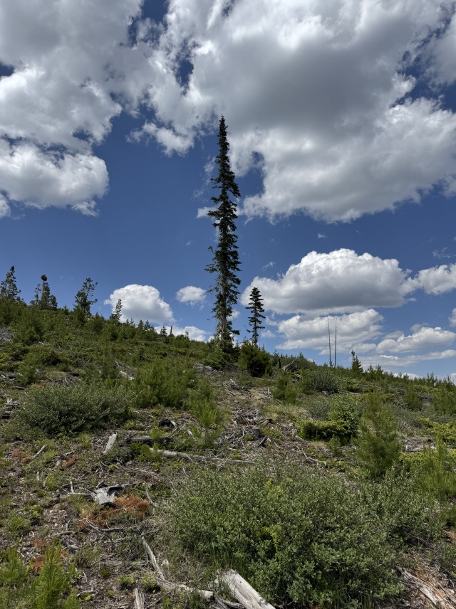 2025-06-26-Colorado-50-JMT-Practice-Hike.JPG