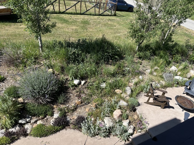 2025-06-28--Colorado-09-Garden-Before.JPG