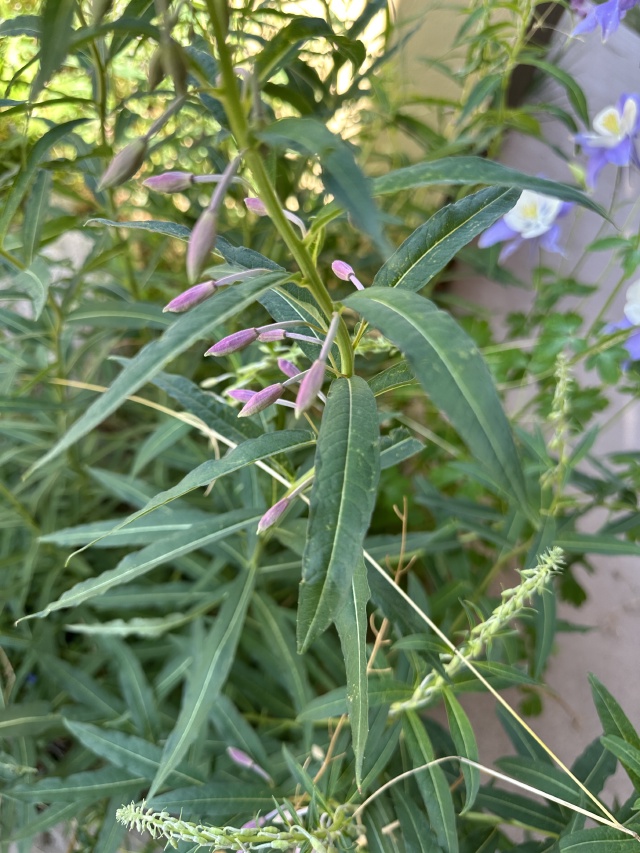 2025-06-28--Colorado-12-Garden.JPG