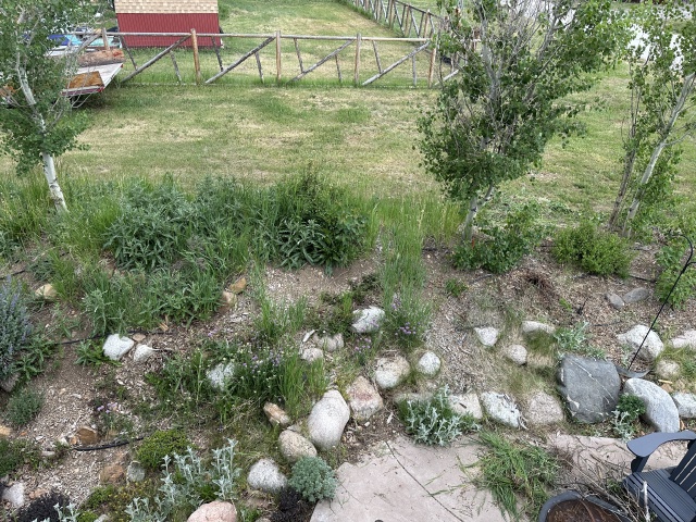 2025-06-28--Colorado-14-Garden-Before.JPG