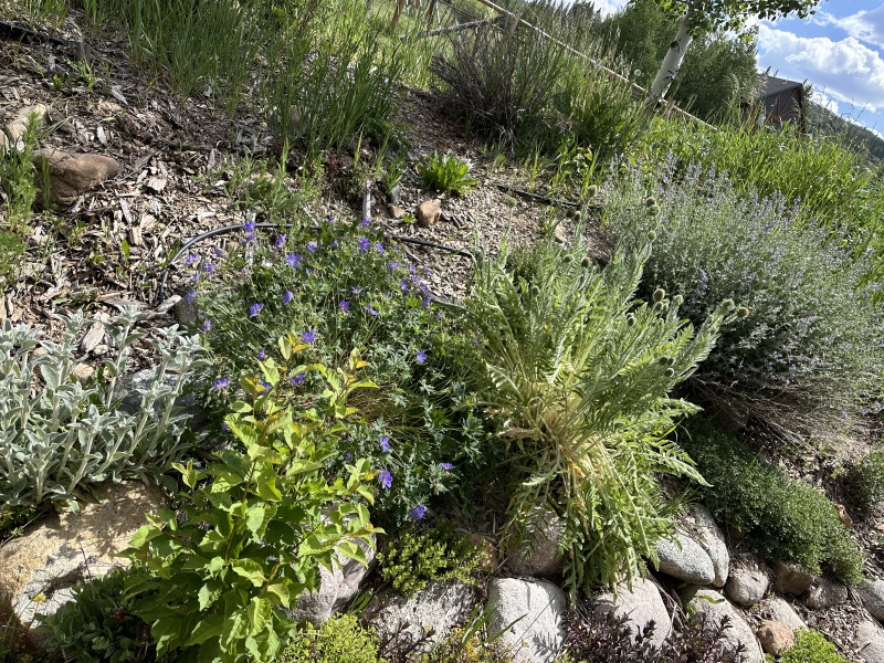2025-06-27--Colorado-02-Garden.JPG