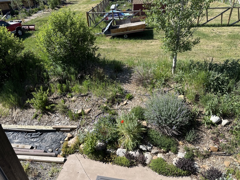 2025-06-28--Colorado-08-Garden.JPG