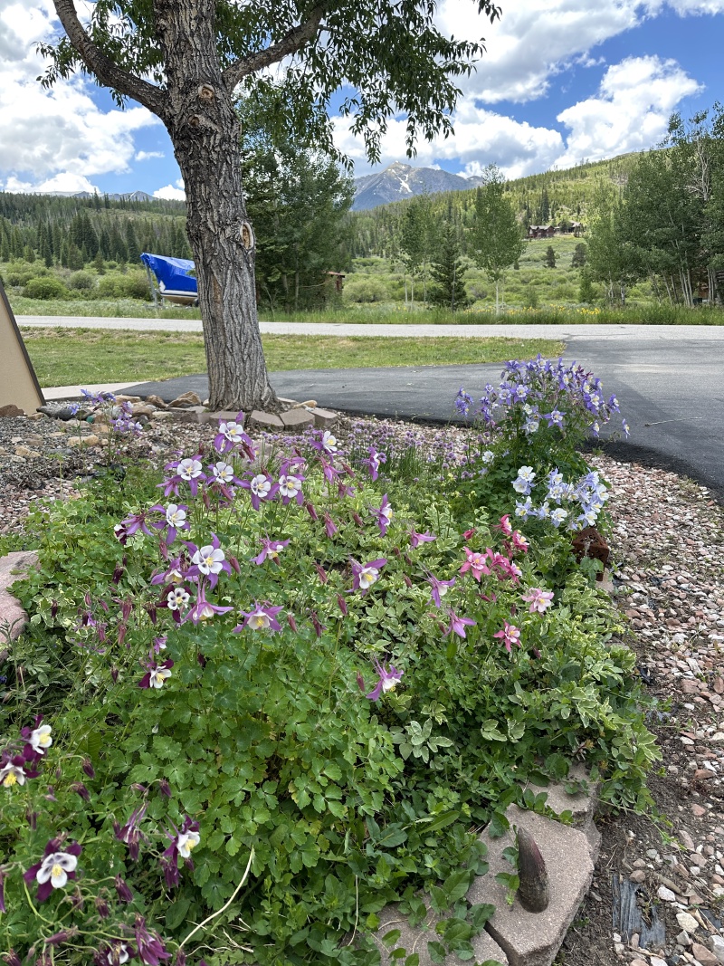 2025/06(June)/Colorado/800x600_2025-06-30-Colorado-89-Garden.JPG