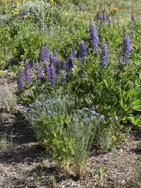 2025-06-27--Colorado-01-Garden.JPG